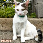 Melody, gatta bianca e marrone, seduta in giardino con collare verde, protagonista del blog Gatti di Rodia.