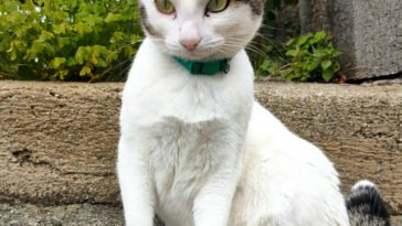 Melody, gatta bianca e marrone, seduta in giardino con collare verde, protagonista del blog Gatti di Rodia.