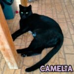 Camelia si rilassa dopo aver cacciato Melody