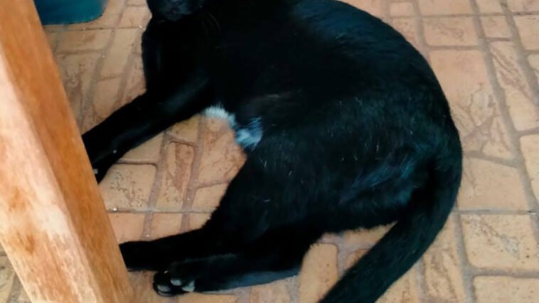 Camelia si rilassa dopo aver cacciato Melody