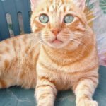 Gatto arancione con gli occhi azzurri seduto su una sedia, aspetta le coccole