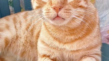 Gatto arancione con gli occhi azzurri seduto su una sedia, aspetta le coccole