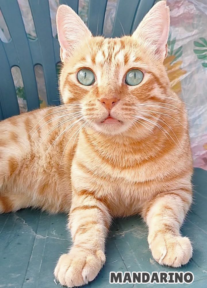 Gatto arancione con gli occhi azzurri seduto su una sedia, aspetta le coccole