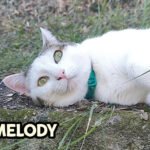 Melody distesa nell'erba pensa ai suoi croccantini