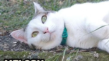 Melody distesa nell'erba pensa ai suoi croccantini