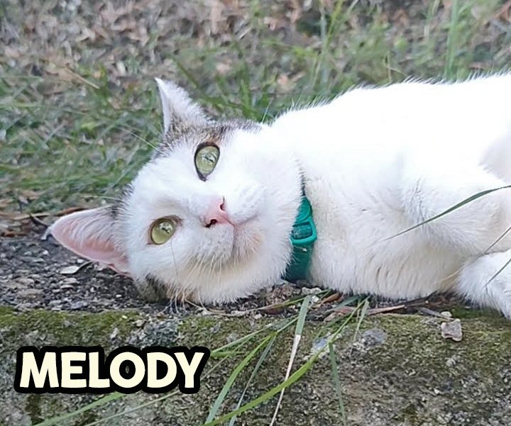 Melody distesa nell'erba pensa ai suoi croccantini