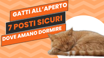 Un gatto che riposa