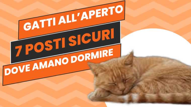 Un gatto che riposa